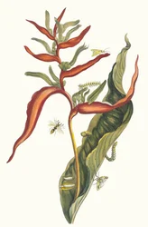 Ballia. Du livre Metamorphosis insectorum Surinamensium, 1705