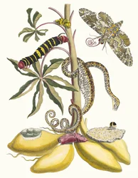 Cassave. Du livre Metamorphosis insectorum Surinamensium