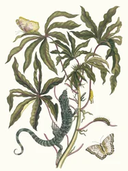Cassave. Du livre Metamorphosis insectorum Surinamensium, 1705