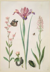 Silène avec vulcain, rose avec écaille fermière, iris, syrphe, bupreste et orchidée