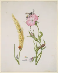 Épi de céréale et nielle des blés avec métamorphoses de la coccinelle à cinq points et de la mouche bleue