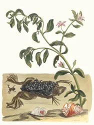 Cresson. Du livre Metamorphosis insectorum Surinamensium, 1705