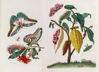 Du livre Metamorphosis insectorum Surinamensium, 1705
