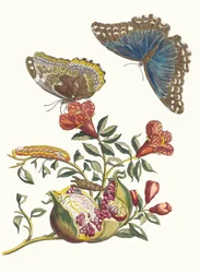 Grenadier. Du livre Metamorphosis insectorum Surinamensium, 1705