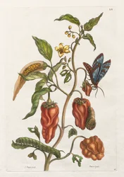Histoire générale des insectes de Suriname et de l