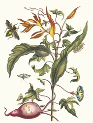 Ipomoea batatas et Heliconia psittacorum. Du livre Metamorphosis insectorum..., 1705