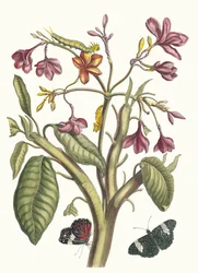 Jasmin des Indes. Du livre Metamorphosis insectorum Surinamensium