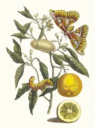 Citron. Du livre Metamorphosis insectorum Surinamensium, 1705