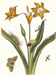 Lis Rouge. Du livre Metamorphosis insectorum Surinamensium