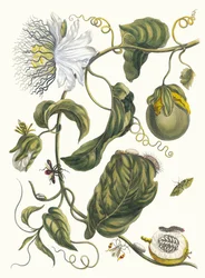 Marquiaas. Du livre Metamorphosis insectorum Surinamensium, 1705