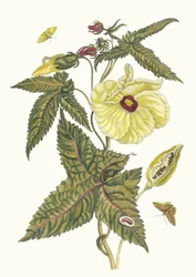 Muscus-Bloem. Du livre Metamorphosis insectorum Surinamensium