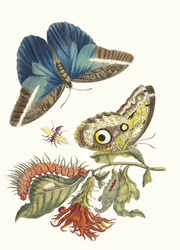 Pachystachys coccinea. Du livre Metamorphosis insectorum Surinamensium, 1705
