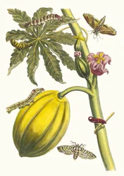 Papaye. Du livre Metamorphosis insectorum Surinamensium, 1705