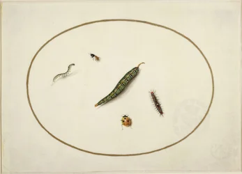 Chenilles et insectes, dans un ovale horizontal, bordés d