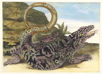 Sauvegarde. Du livre Metamorphosis insectorum Surinamensium, 1705