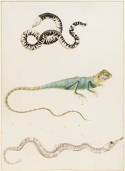 Lézard-ver sud-américain à petite tête, iguane ou lézard arboricole des Indes orientales et syngnathe