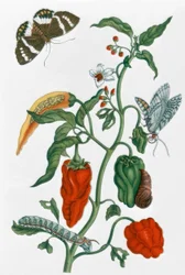 Piment espagnol / M.S. Merian