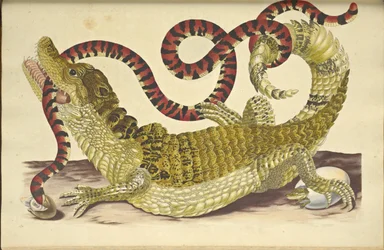Caïman à lunettes et un faux serpent corail