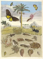Cerf-volant, amphibiens et palmiers. Du livre Metamorphosis insectorum...