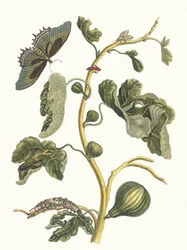 Goyave blanche. Du livre Metamorphosis insectorum Surinamensium, 1705