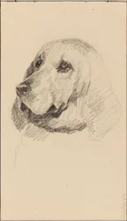 Tête de chien