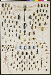 Cent cinquante insectes, dominés en haut par une grande libellule
