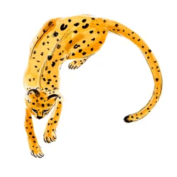 Léopard enroulé, 2020 (aquarelle sur papier)