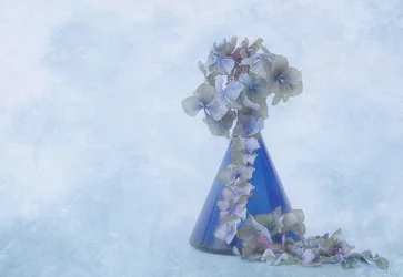 Nature morte aux hortensias bleus