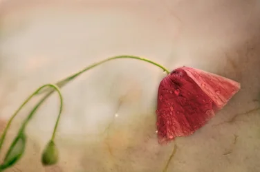 Fleur de pavot délicate