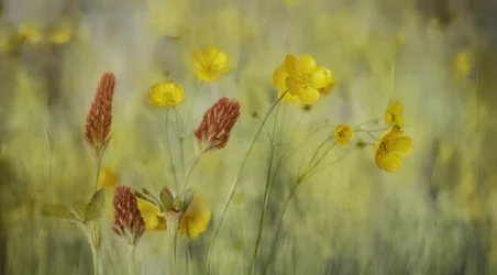 Fleurs d