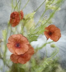 Coquelicots rouges de rêve