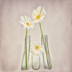 Gerberas blanches élégantes