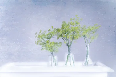 Aneth frais dans des vases en verre