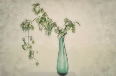 Nature morte aux houblons verts