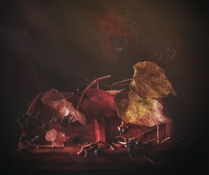 Feuilles d