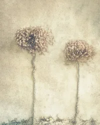 Fleurs séchées rustiques