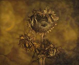 Tournesols séchés au style rustique