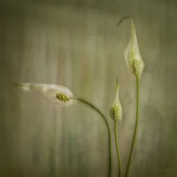 Fleurs de lys sereines
