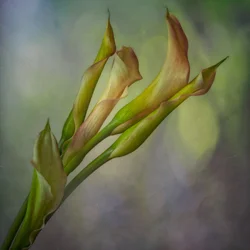 Callas aux teintes douces