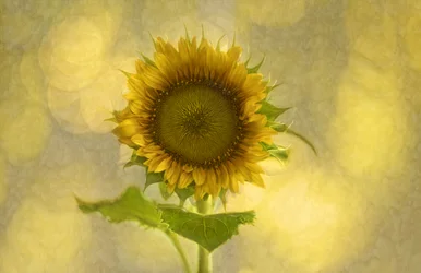 Tournesol doré aux teintes douces
