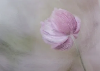 Fleur rose pâle