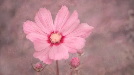 Cosmos rose pâle