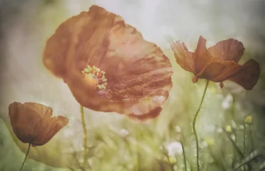 Coquelicots rouges délicats