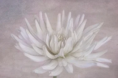 Dahlia blanc tendre