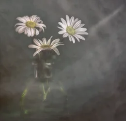 Des marguerites paisibles dans la brume