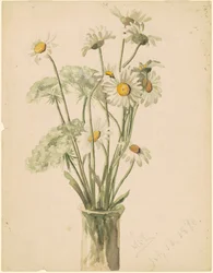 Marguerites et dentelle de la reine Anne