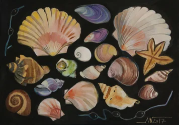 Coquillages colorés