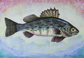 Le poisson-perche de rêve
