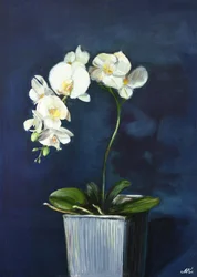 Élégantes orchidées blanches