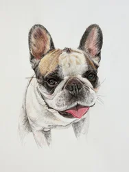 Bouledogue français heureux